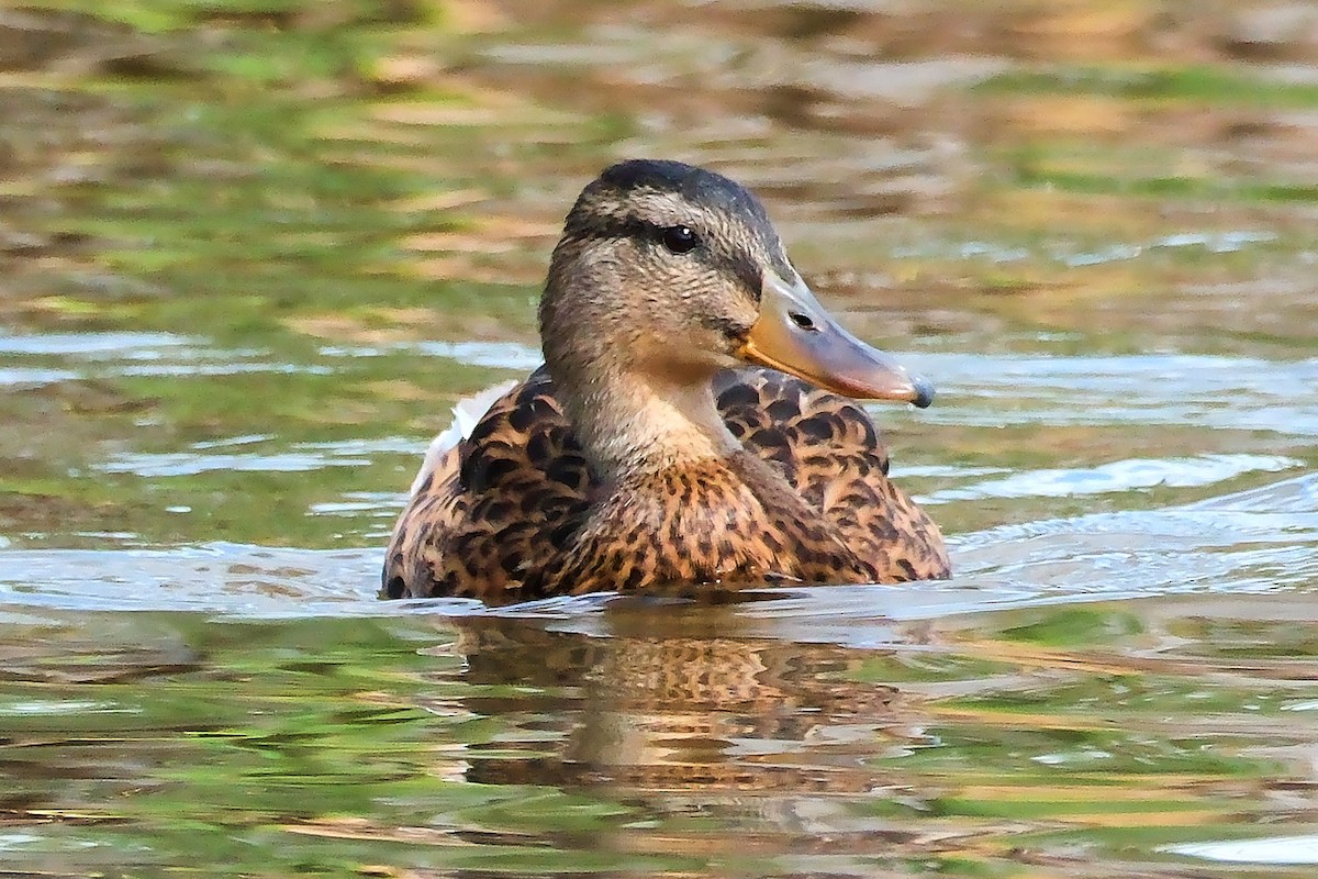 American Black Duck - ML641019947