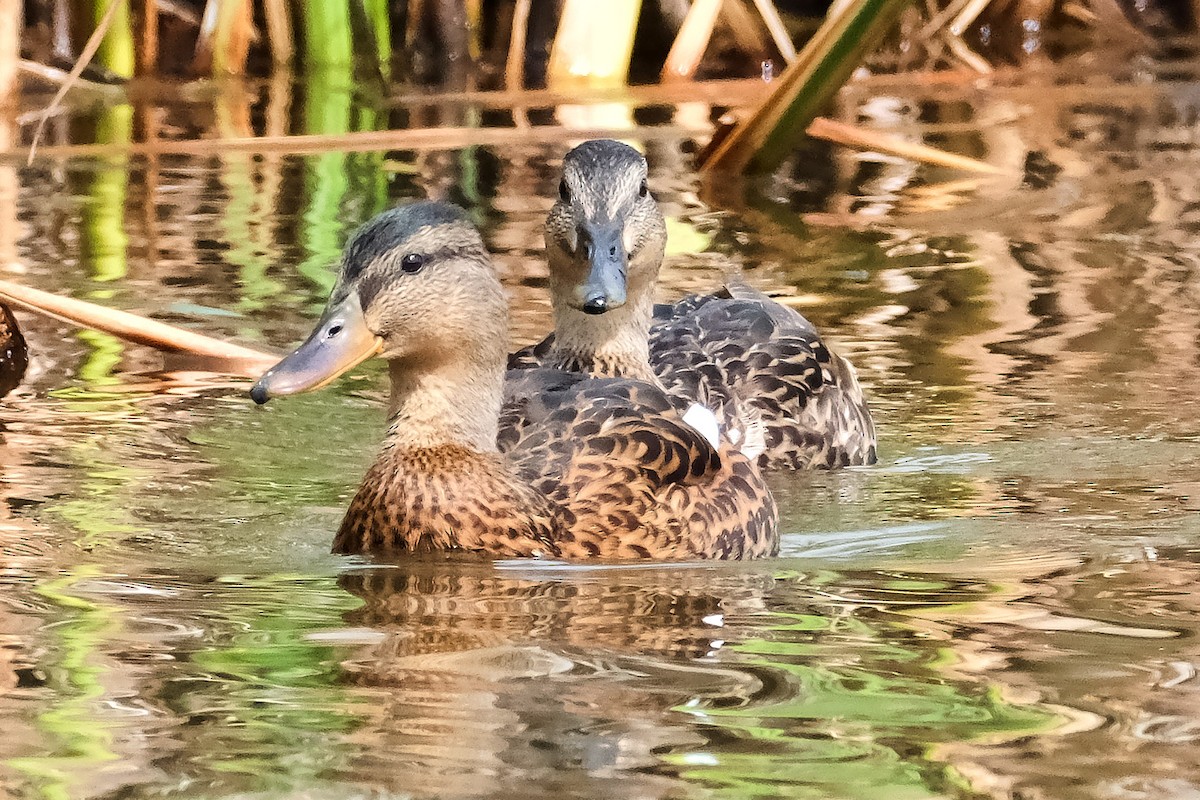 American Black Duck - ML641019948