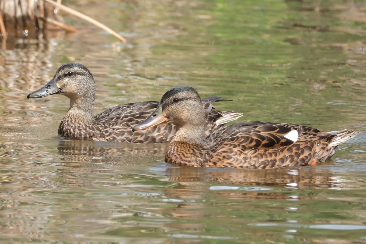 American Black Duck - ML641019949