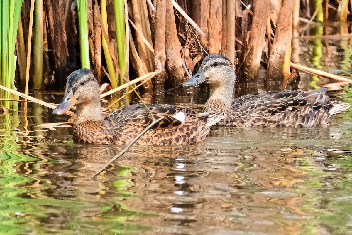 American Black Duck - ML641019950