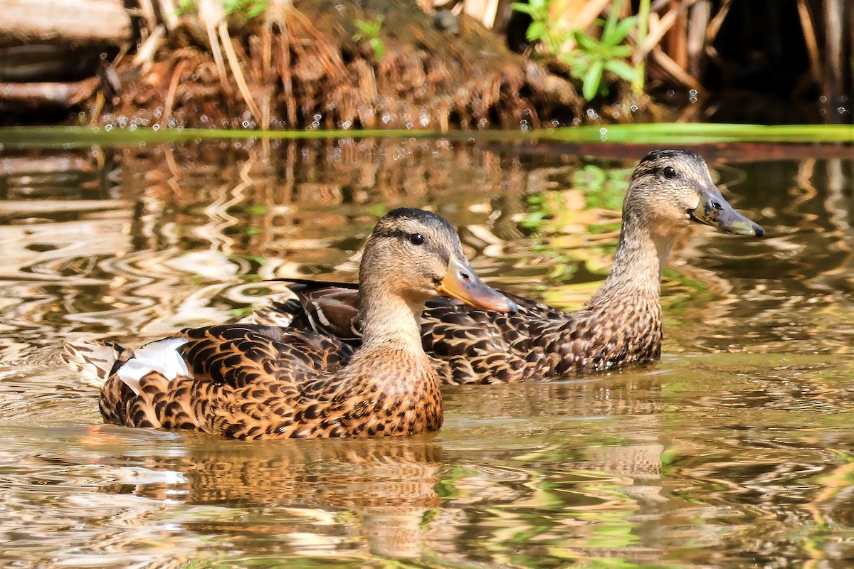 American Black Duck - ML641019953