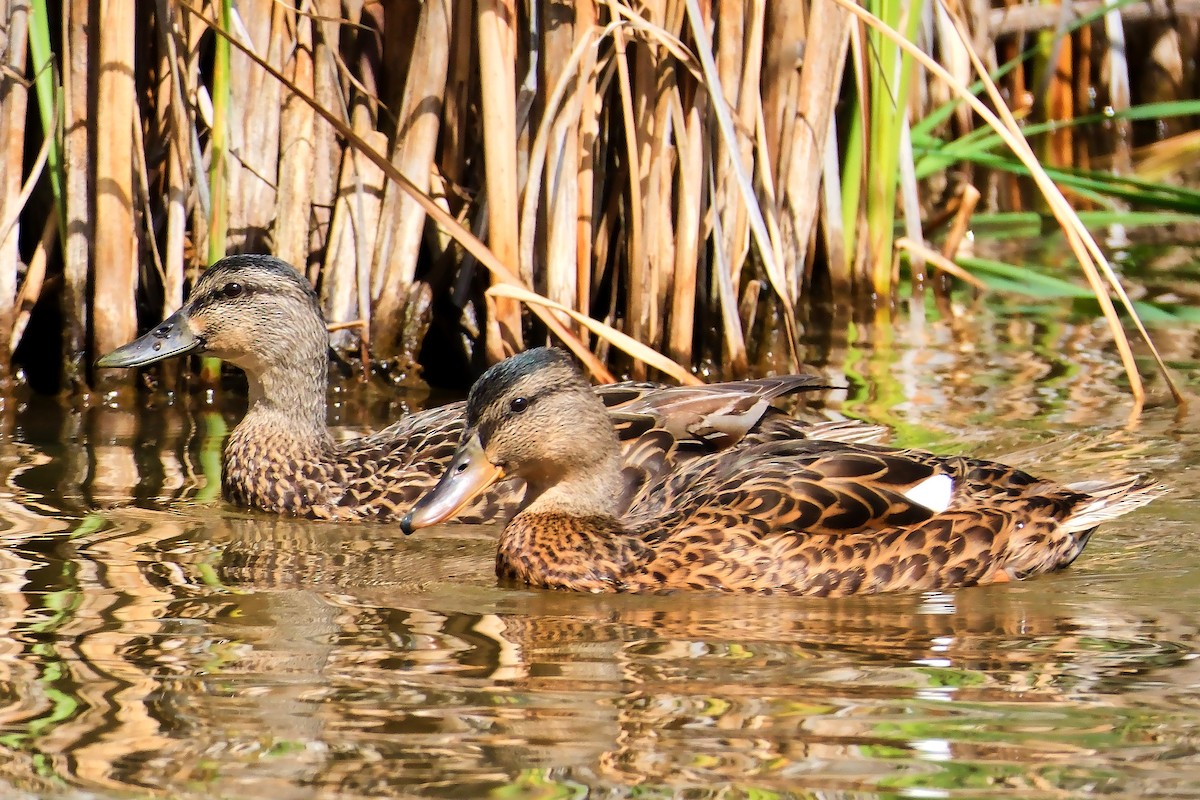 American Black Duck - ML641019954