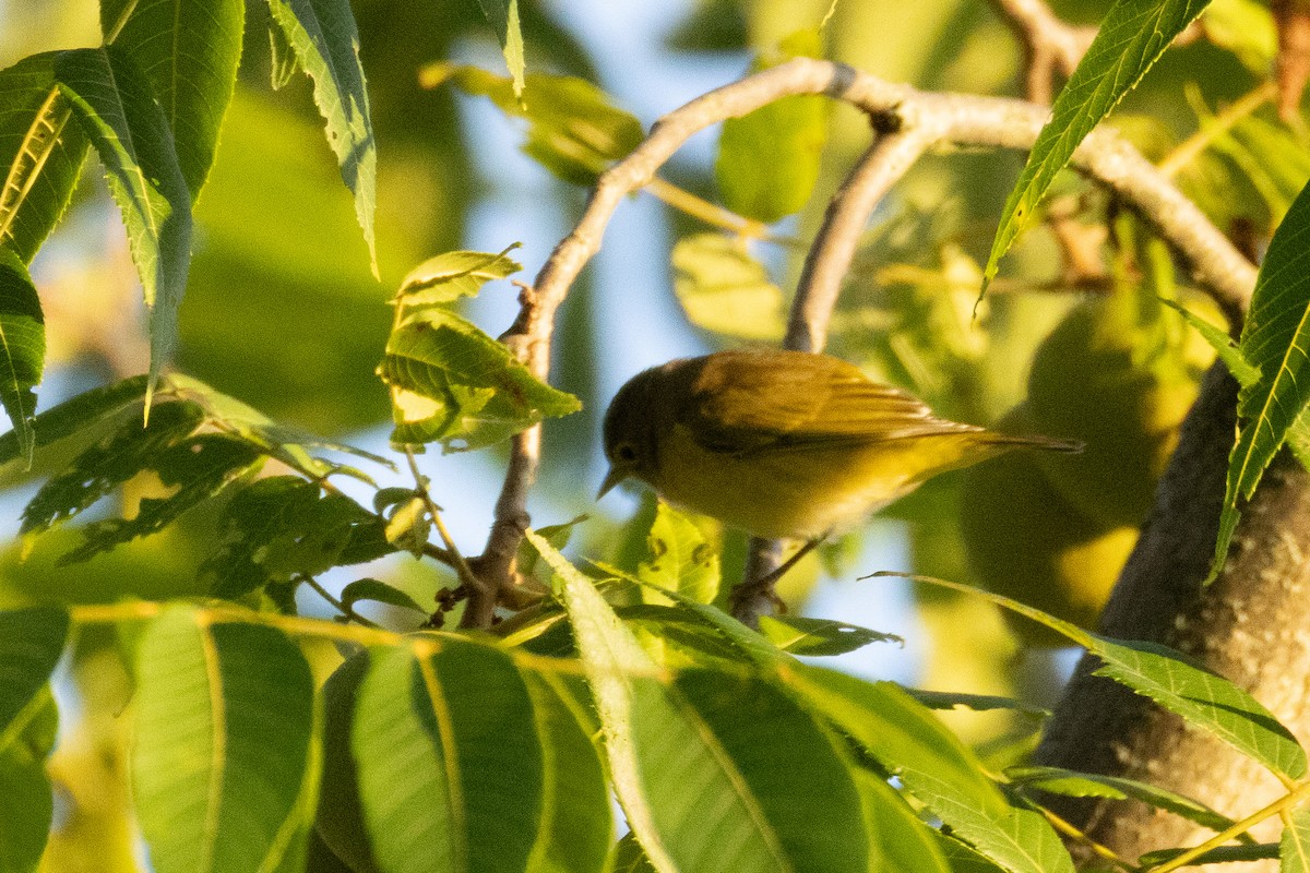 Nashville Warbler - ML641019993