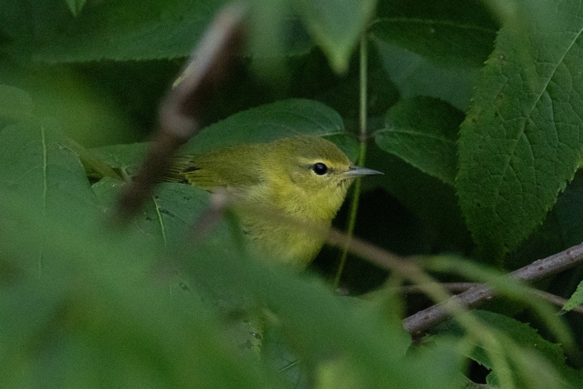 Tennessee Warbler - ML641020069