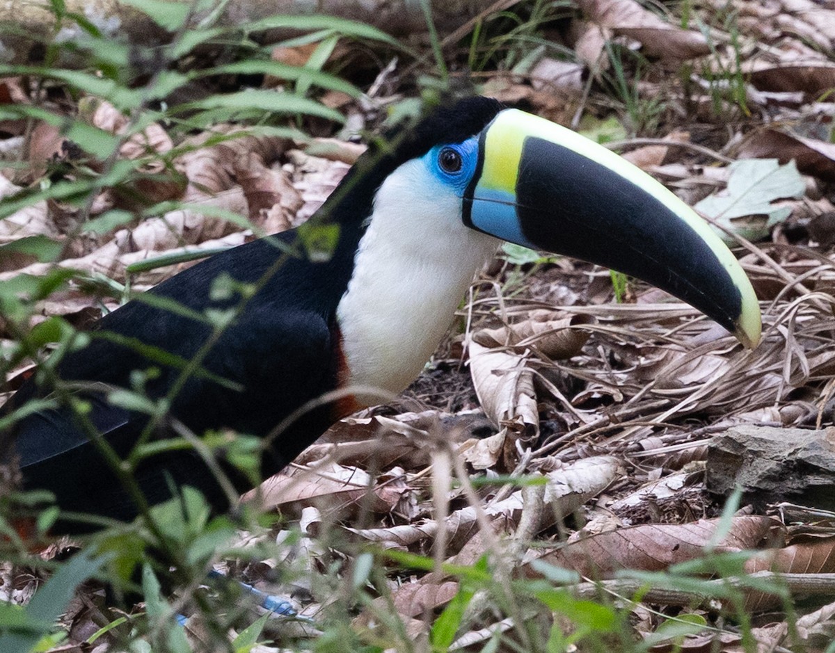 White-throated Toucan - ML641020109