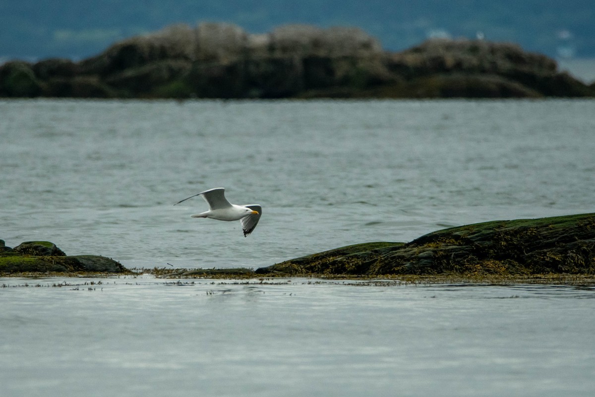 Goéland hudsonien - ML641020163