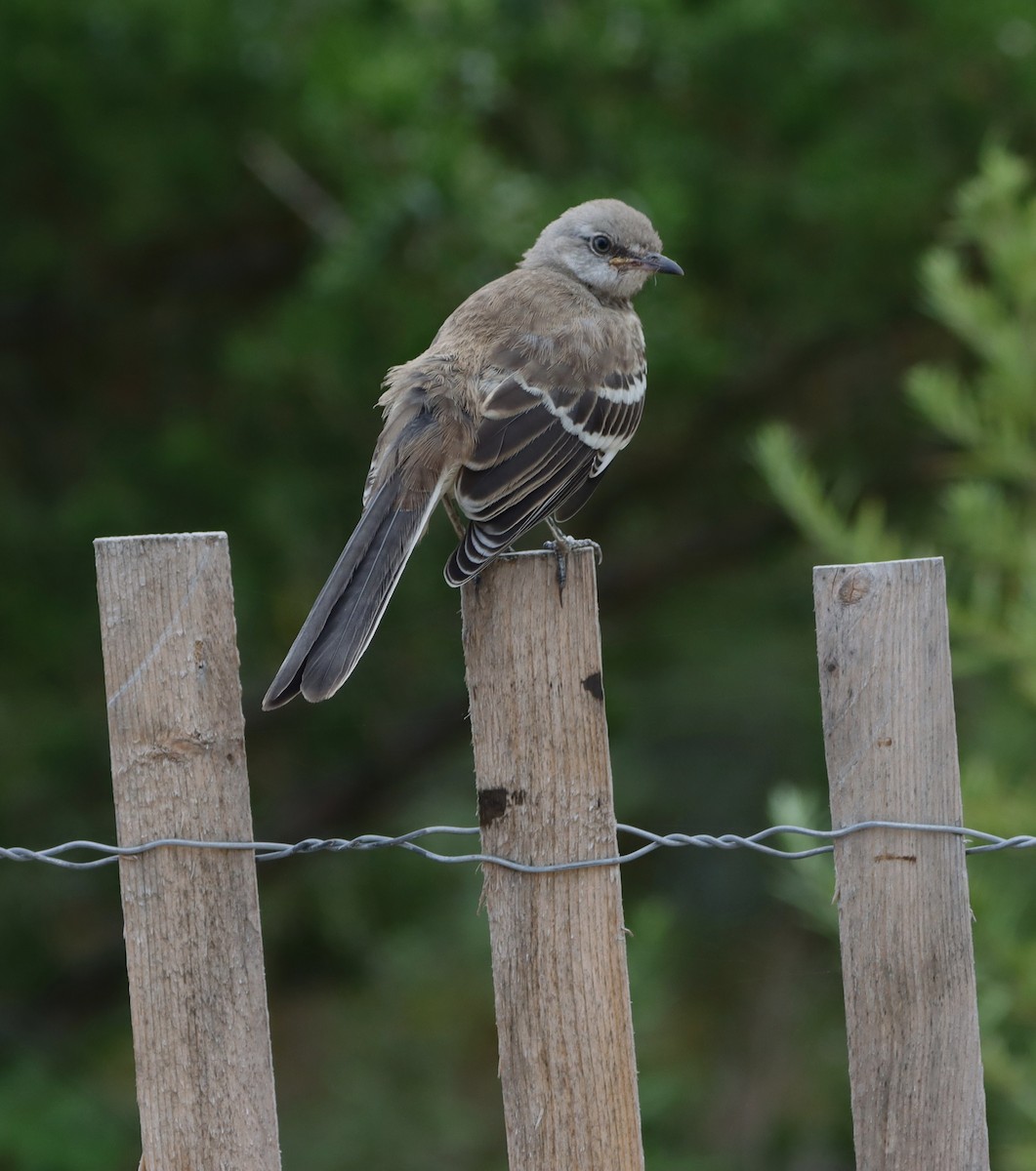 Northern Mockingbird - ML641020165