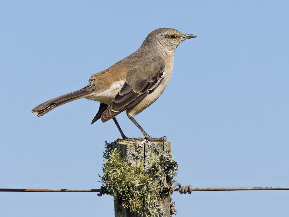 White-banded Mockingbird - ML641020179