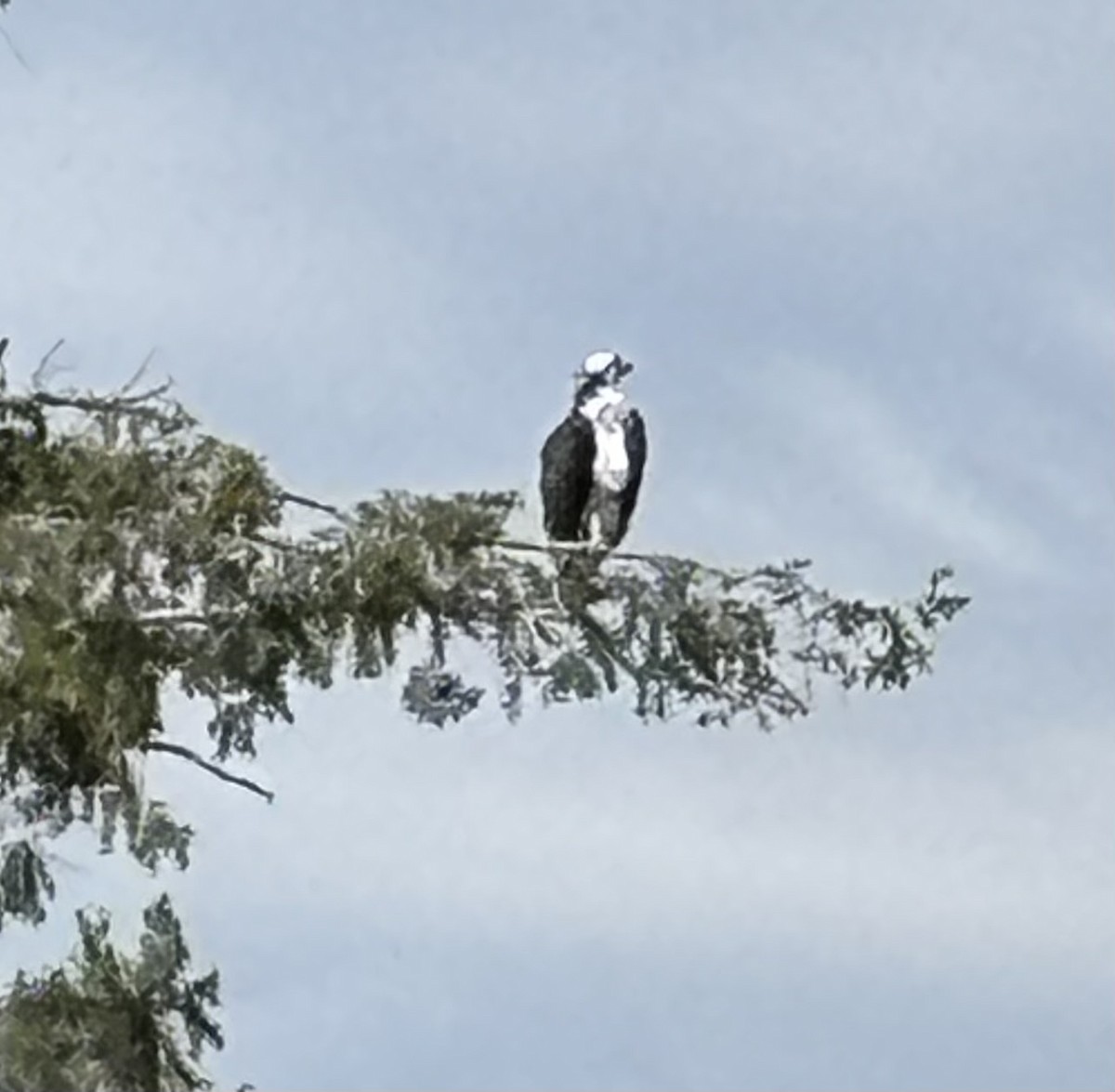 Osprey - ML641020277