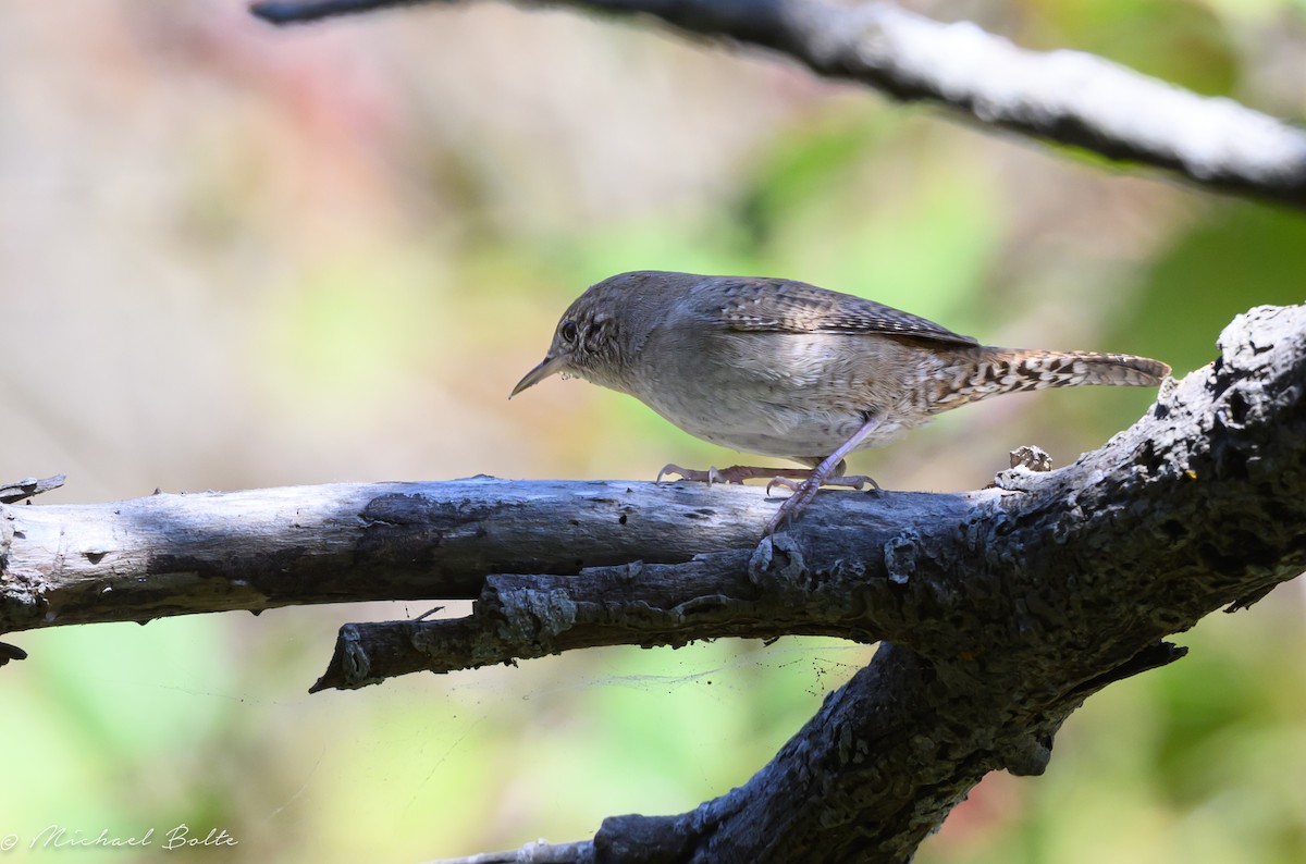 Northern House Wren - ML641020307