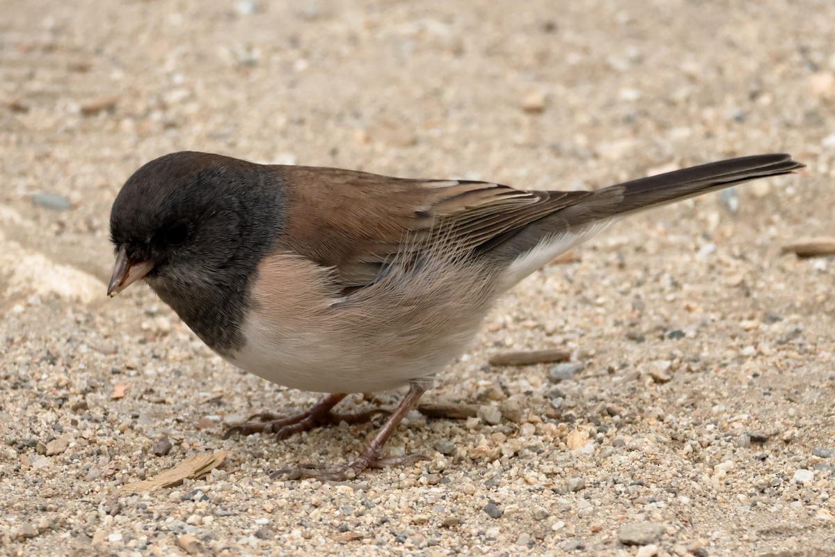 Dark-eyed Junco (Oregon) - ML641020319