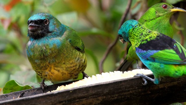 Swallow Tanager - ML641020330