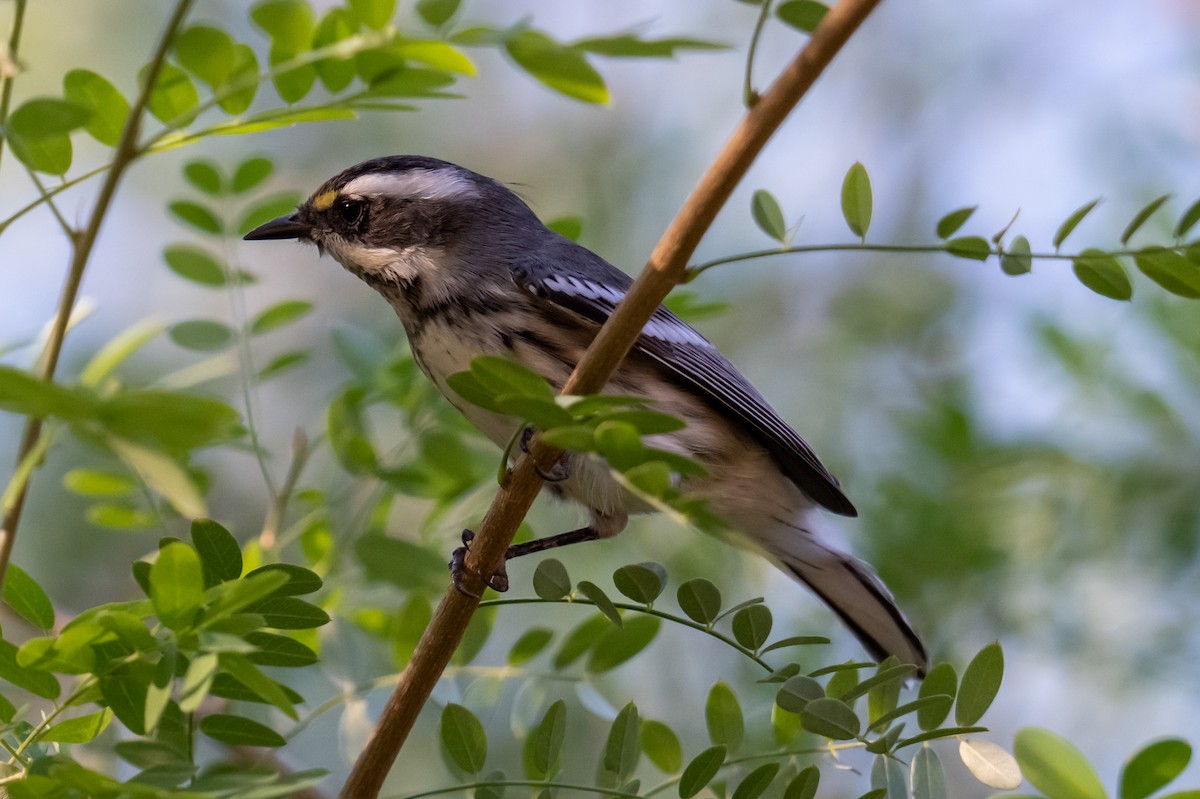Black-throated Gray Warbler - ML641020331