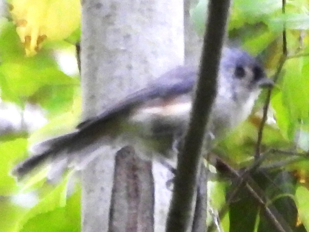 Tufted Titmouse - ML641020335