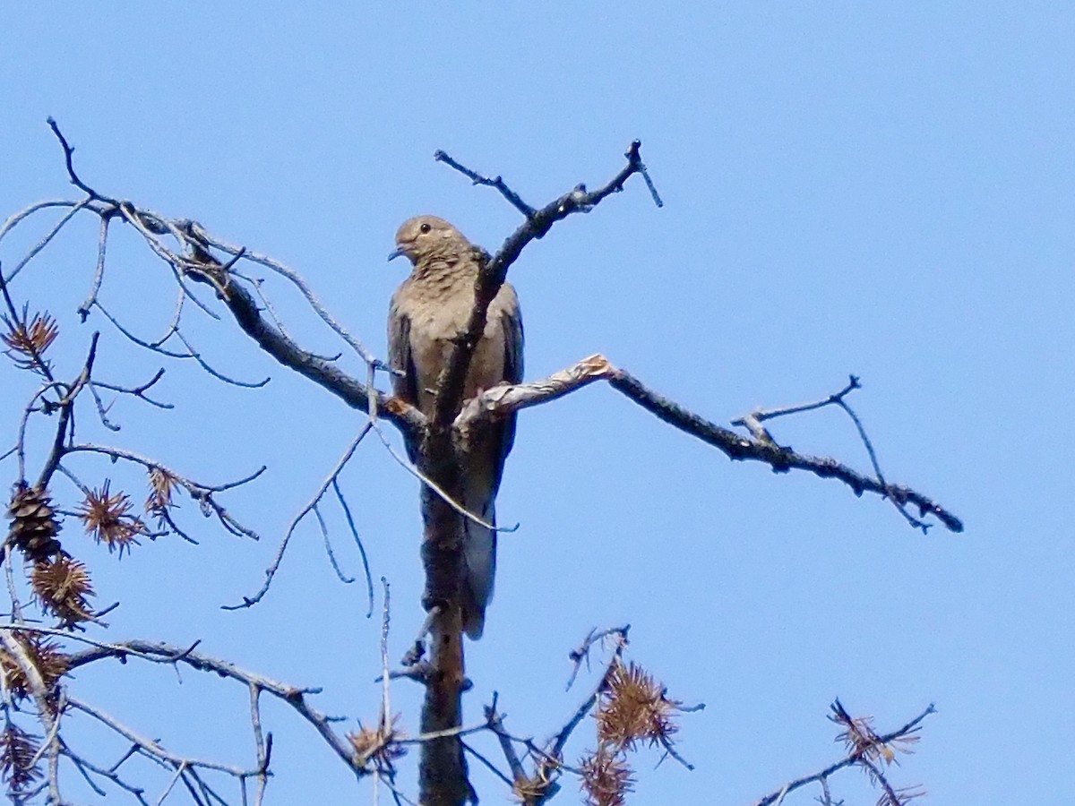 Mourning Dove - ML641020357