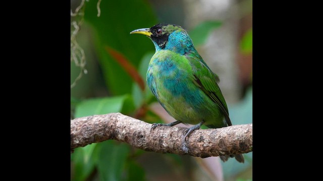 Green Honeycreeper - ML641020373