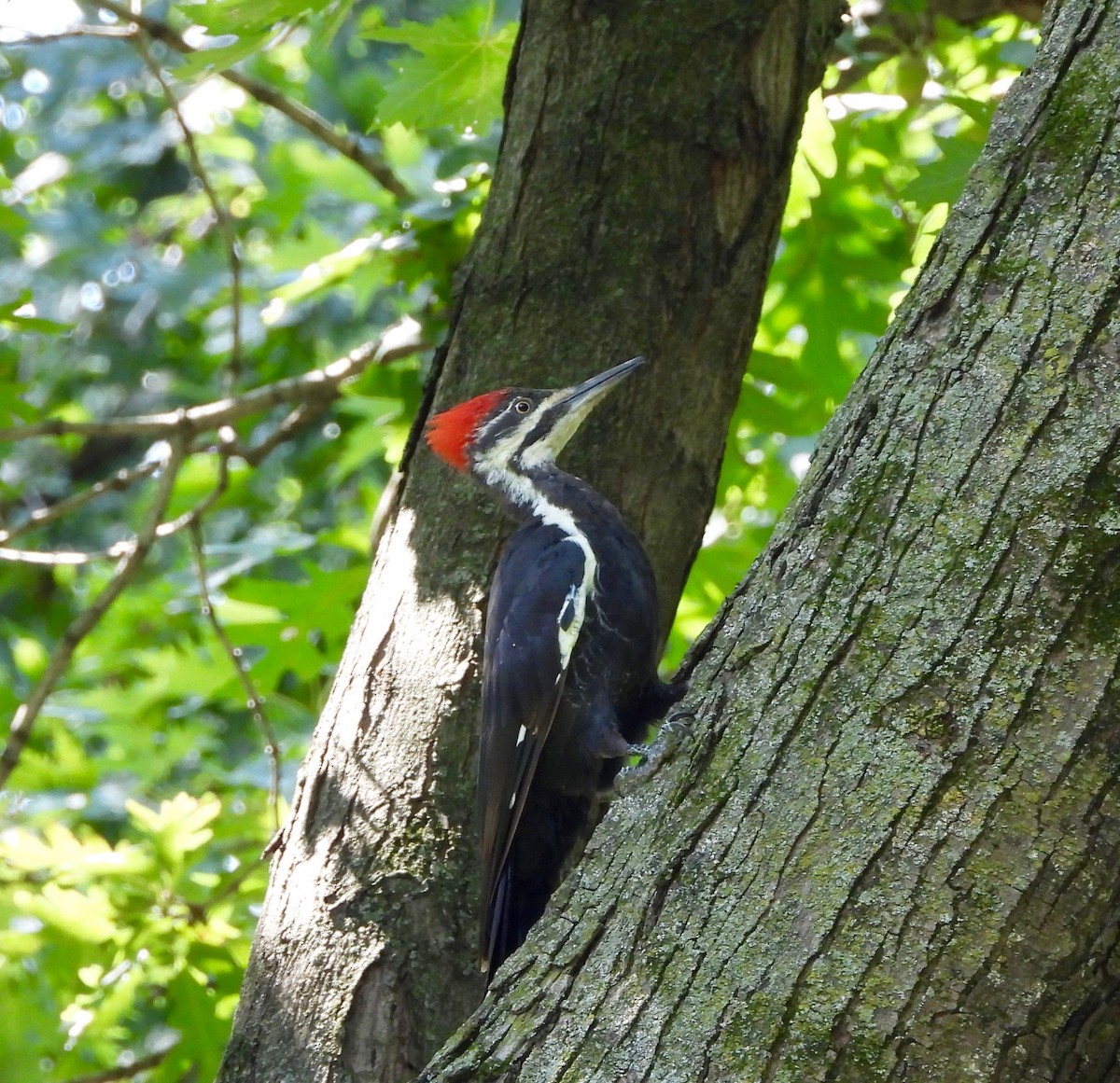 Pileated Woodpecker - ML641020403
