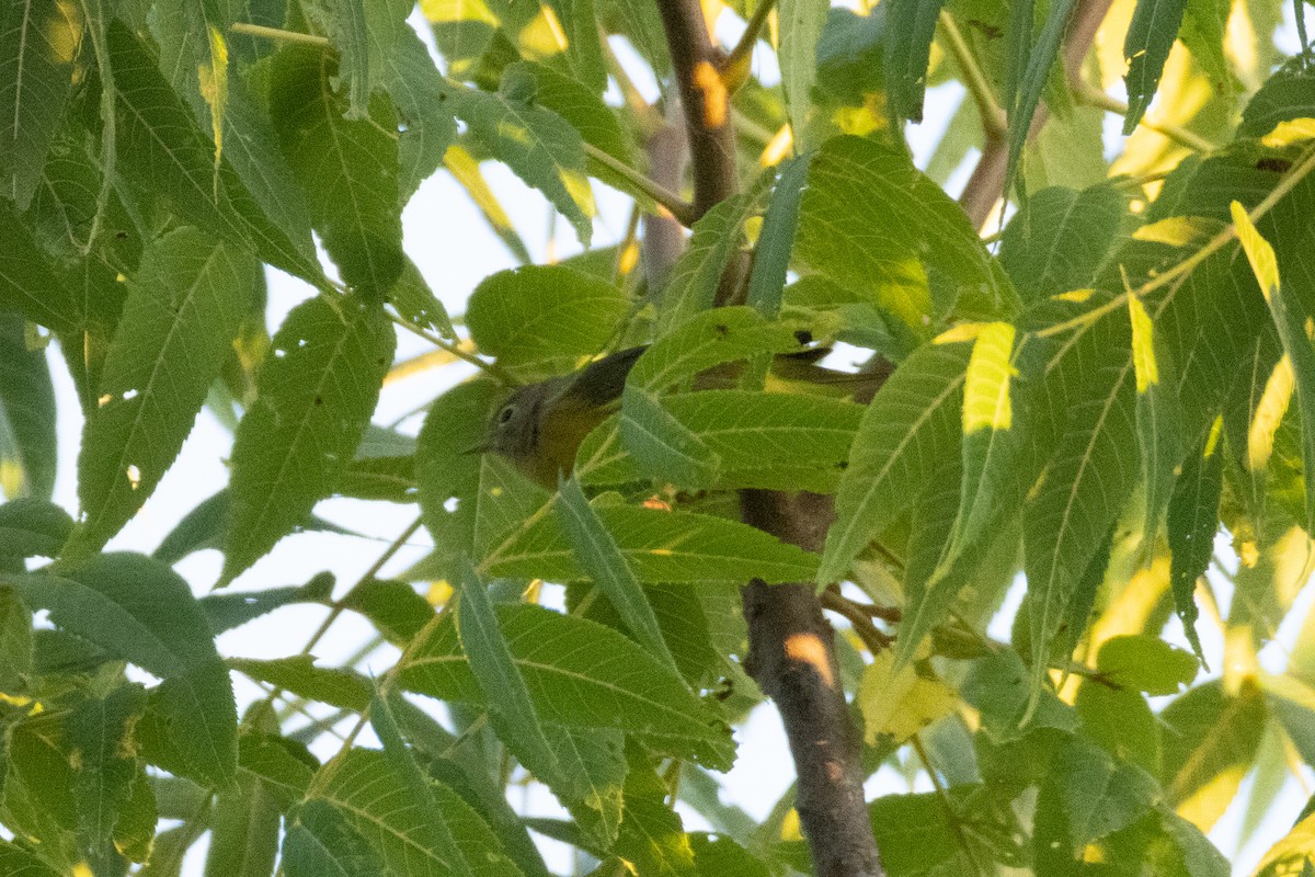 Nashville Warbler - ML641020419