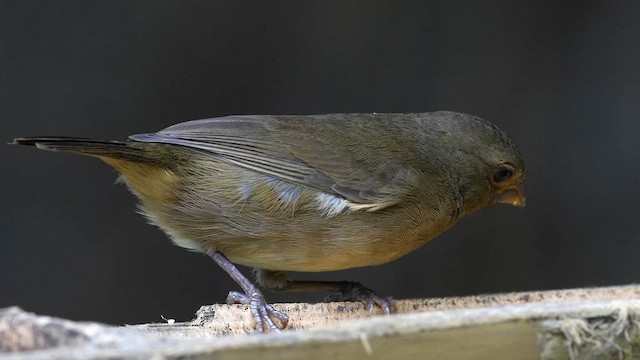 Sooty Grassquit - ML641020432
