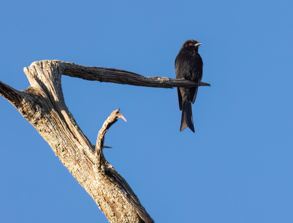Fork-tailed Drongo (Glossy-backed) - ML641020437