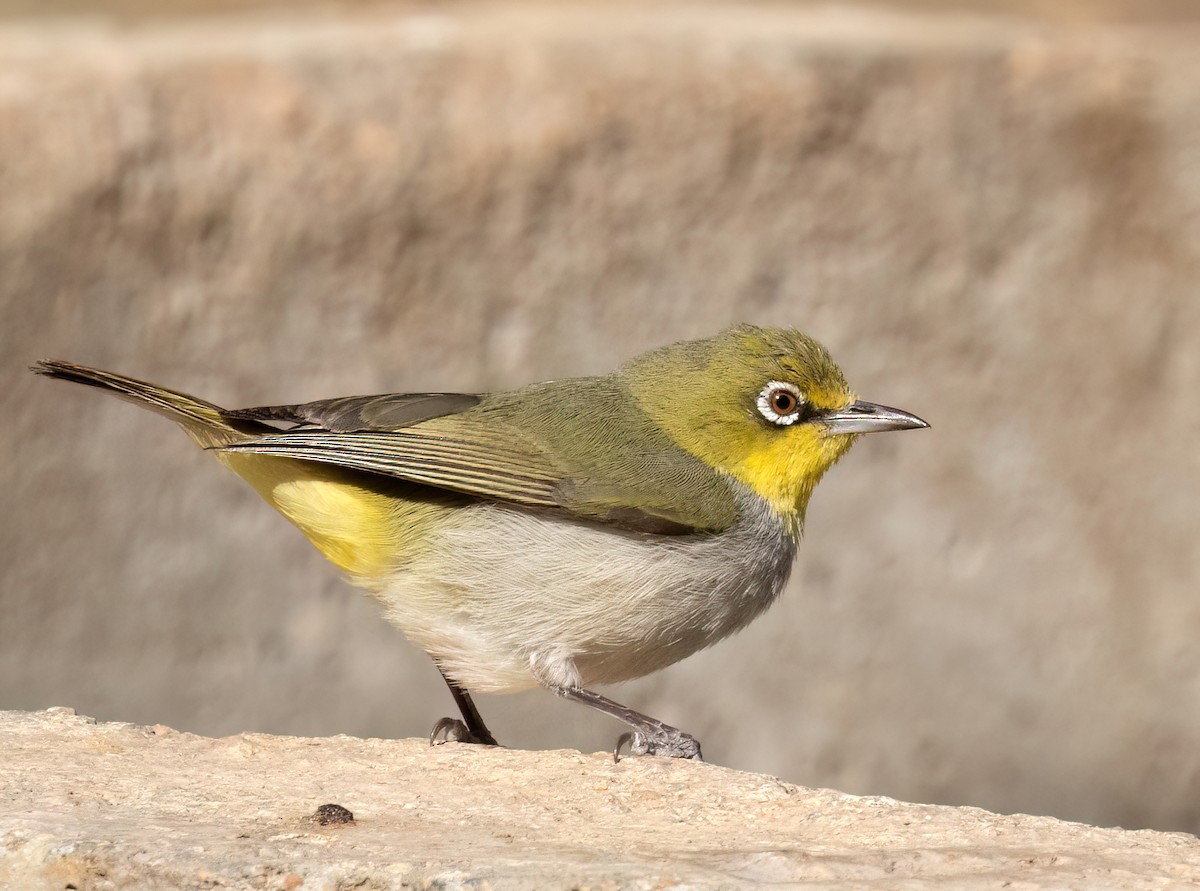 Socotra White-eye - ML641020443