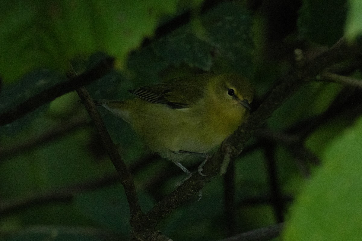 Tennessee Warbler - ML641020456