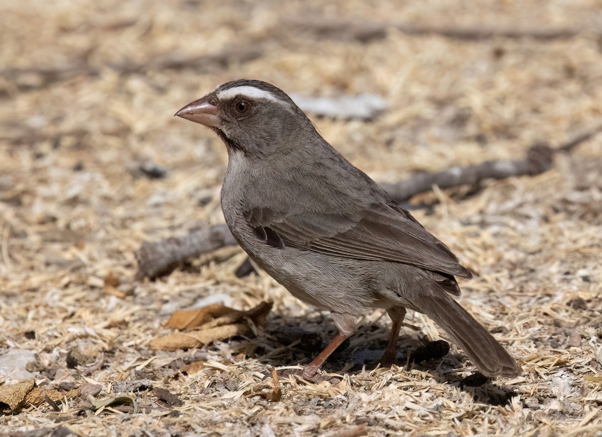 Brown-rumped Seedeater - ML641020468