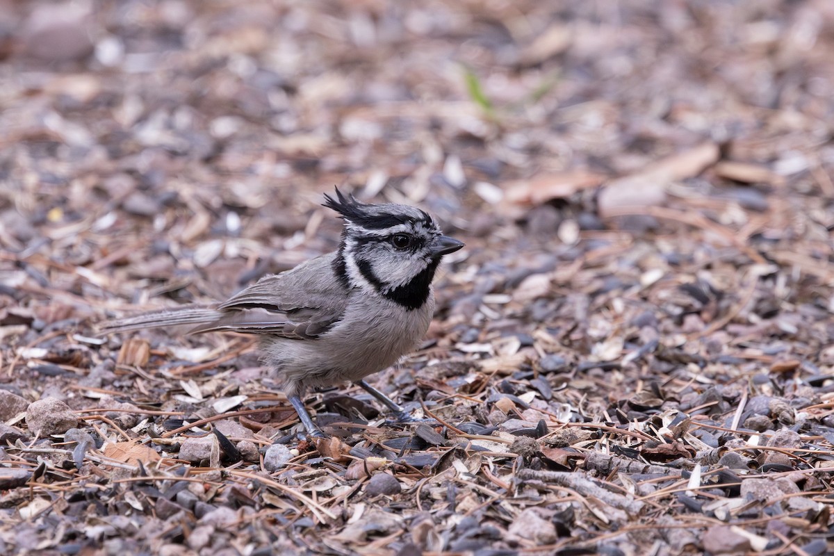 Bridled Titmouse - ML641020472