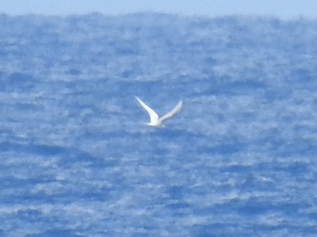 White Tern - ML641020494