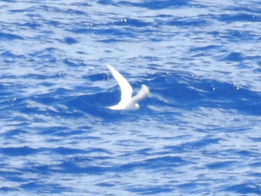 White Tern - ML641020495