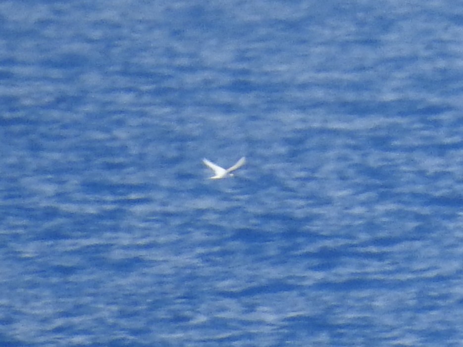White Tern - ML641020496