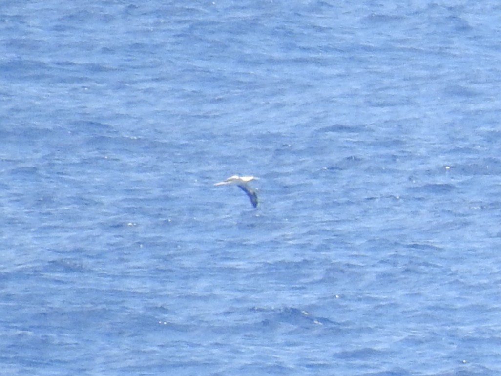 Red-footed Booby - ML641020501