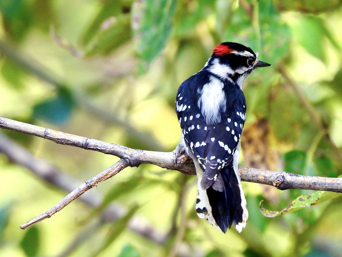 Downy Woodpecker - ML641020505