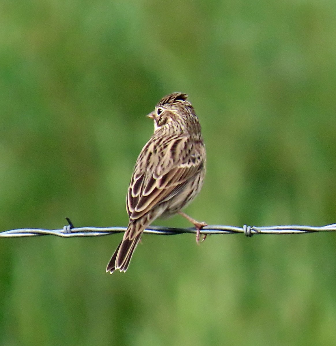 Vesper Sparrow - ML641020523