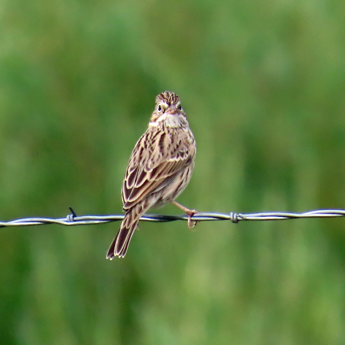 Vesper Sparrow - ML641020524