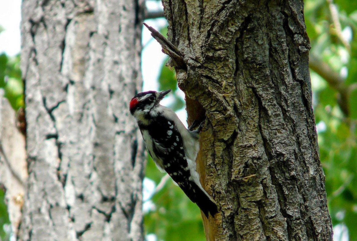 Downy Woodpecker - ML641020536