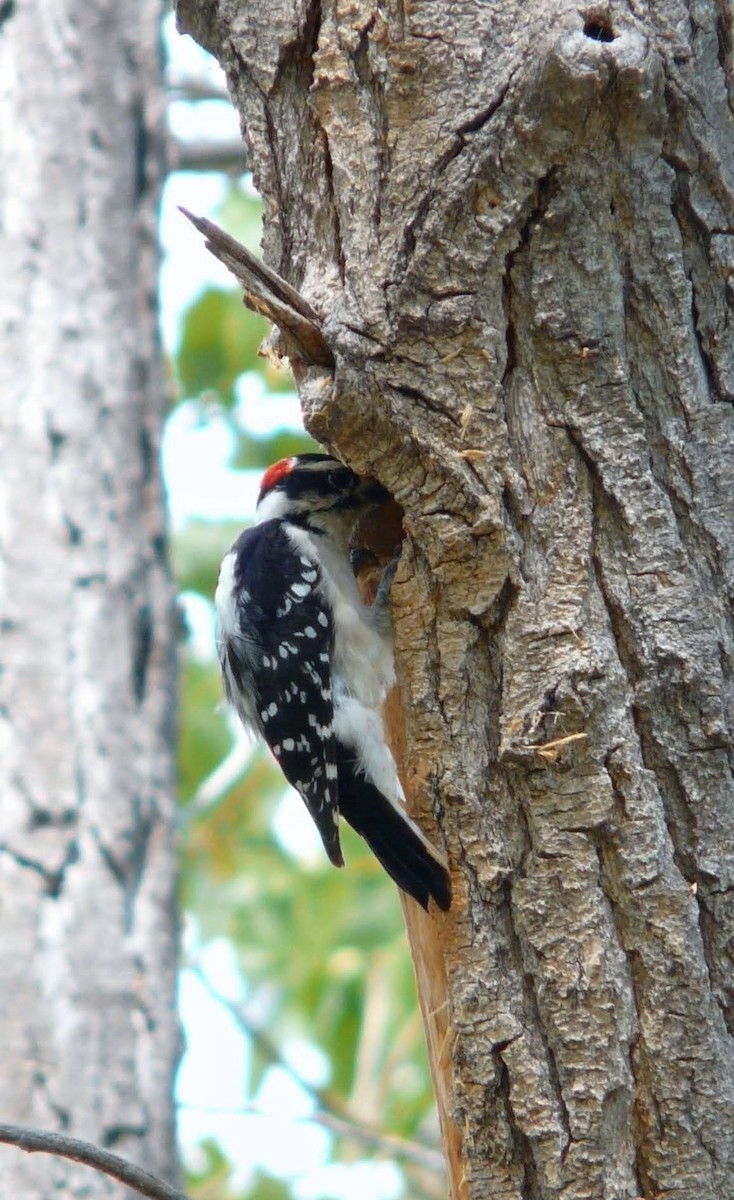 Downy Woodpecker - ML641020537