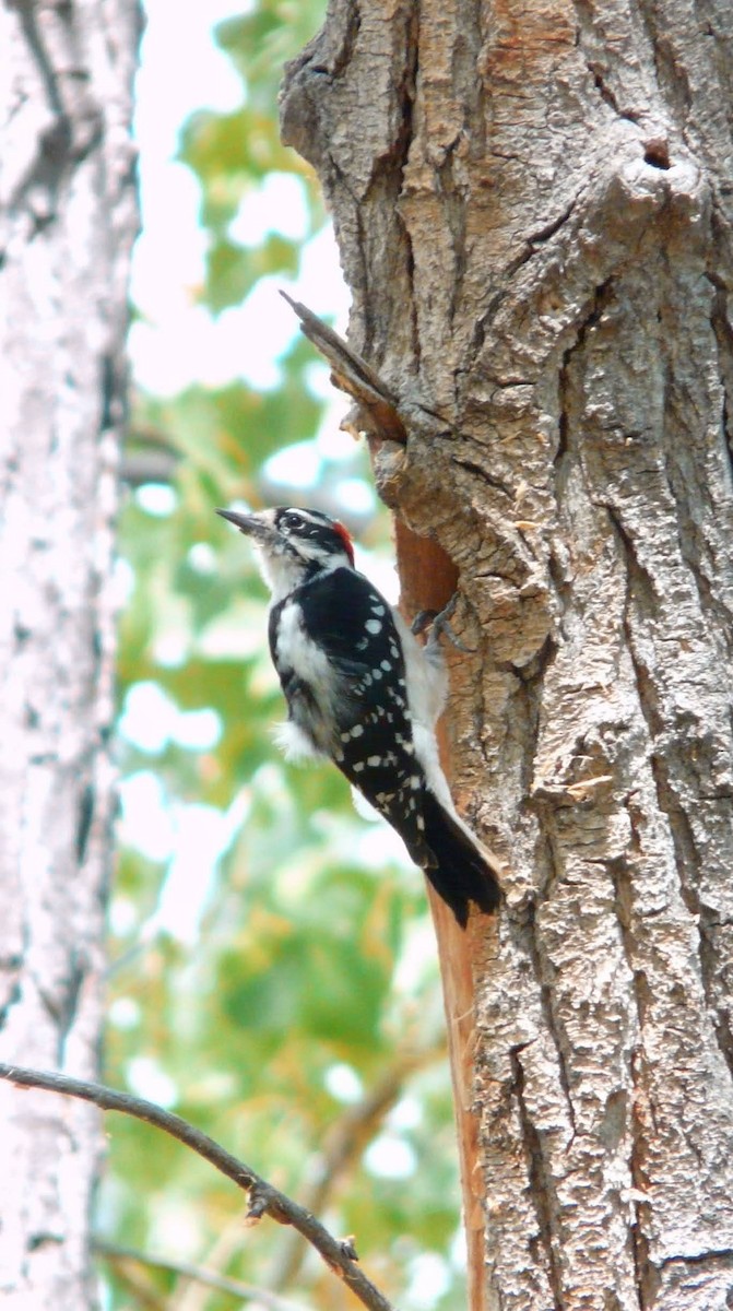 Downy Woodpecker - ML641020538