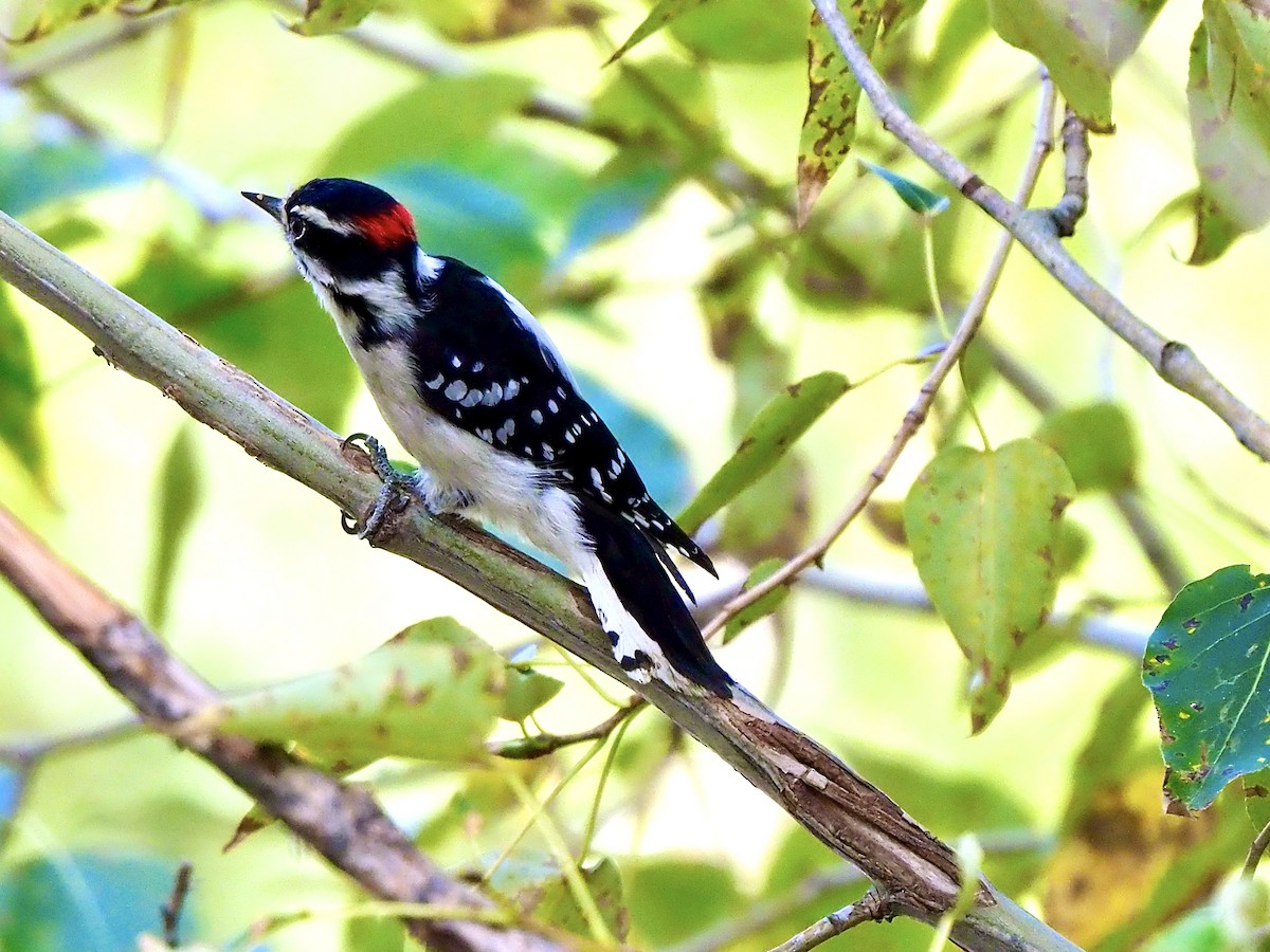 Downy Woodpecker - ML641020557