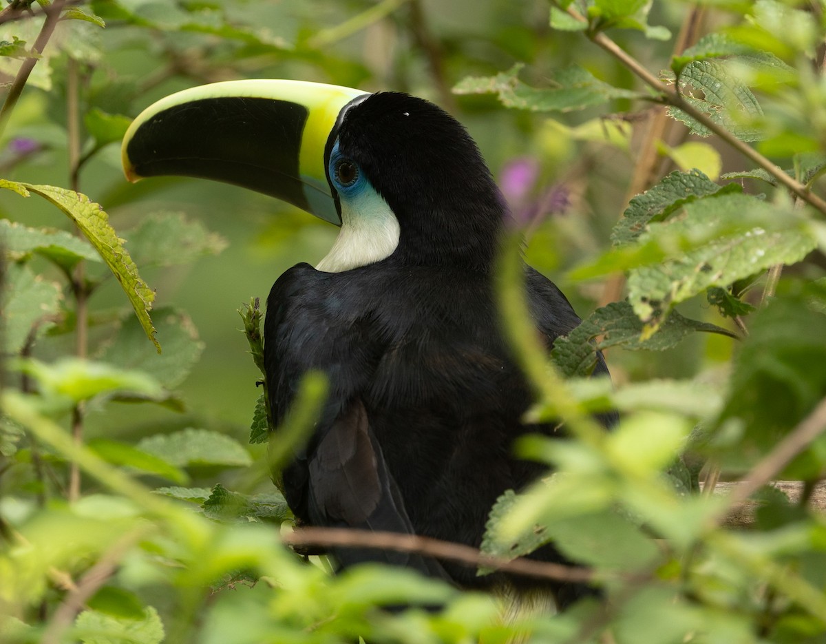 White-throated Toucan - ML641020564