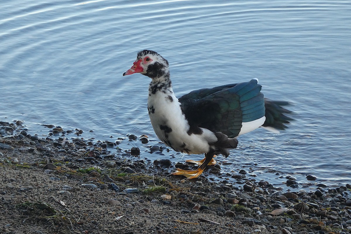 pižmovka americká (domestikovaná) - ML641020575