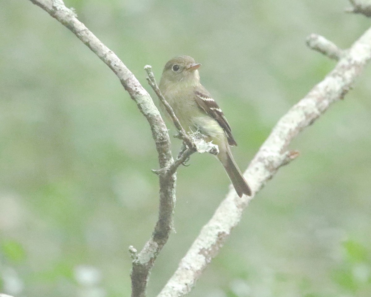 Yellow-bellied Flycatcher - ML641020604