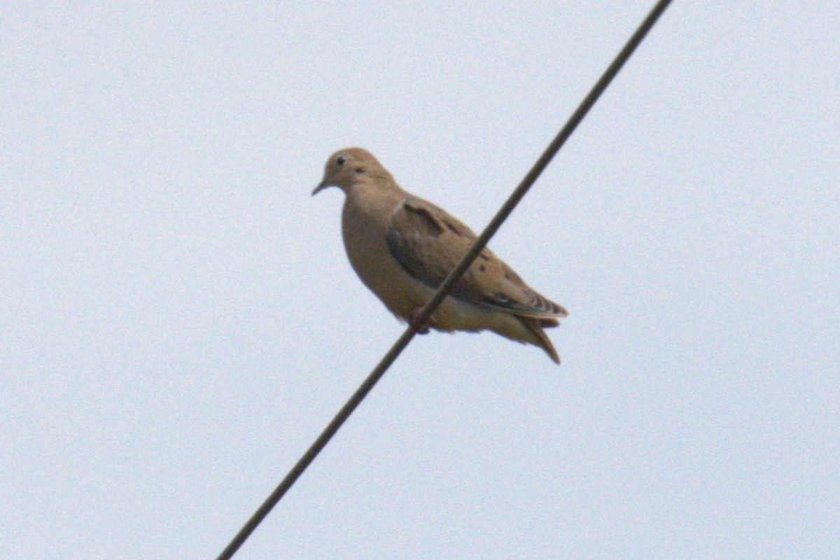 Mourning Dove - ML641020639