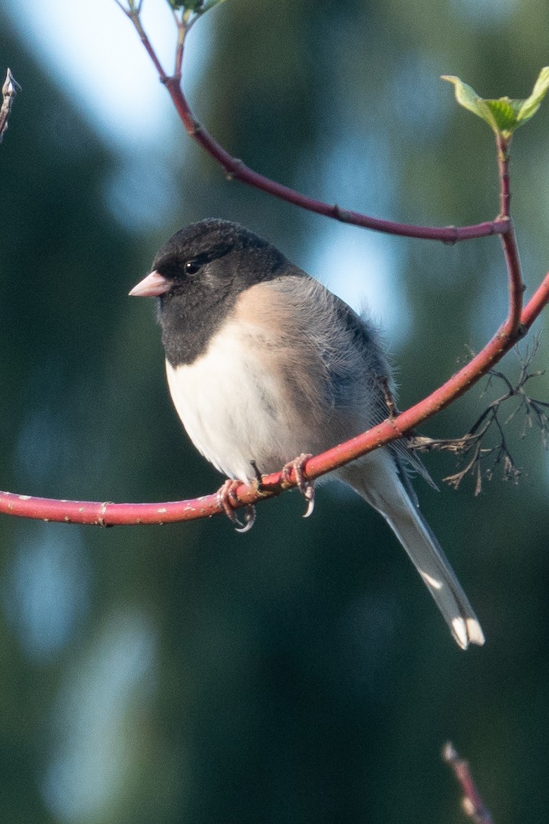 Dark-eyed Junco - ML641020645