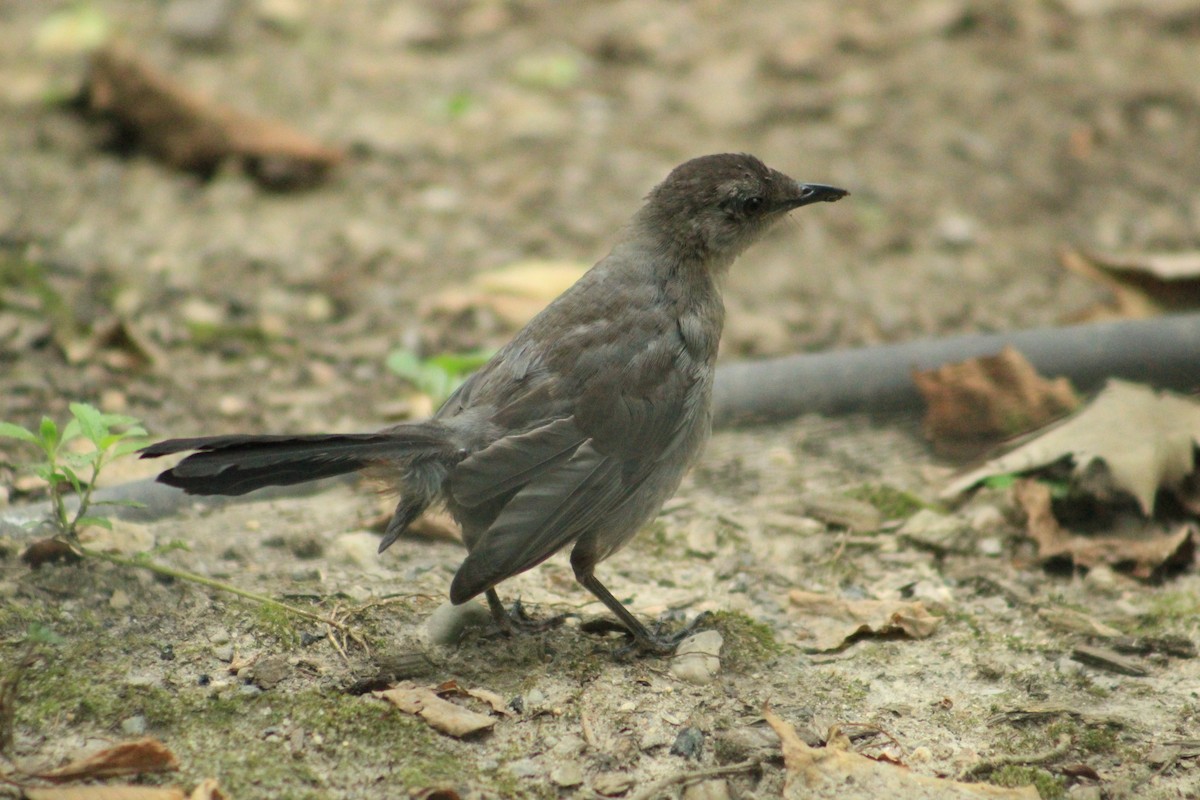 Gray Catbird - ML641020744