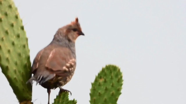 Scaled Quail - ML641020747