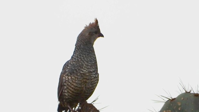 Scaled Quail - ML641020754
