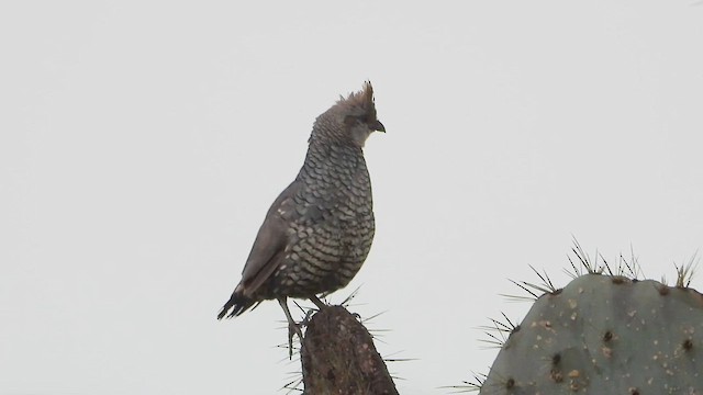 Scaled Quail - ML641020760