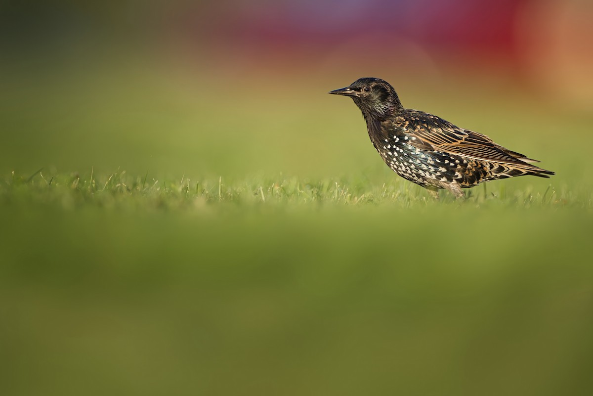 European Starling - ML641020761