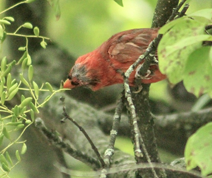 Northern Cardinal - ML641020798